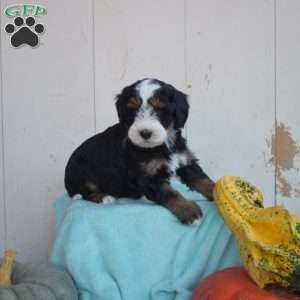 Lacy, Mini Bernedoodle Puppy