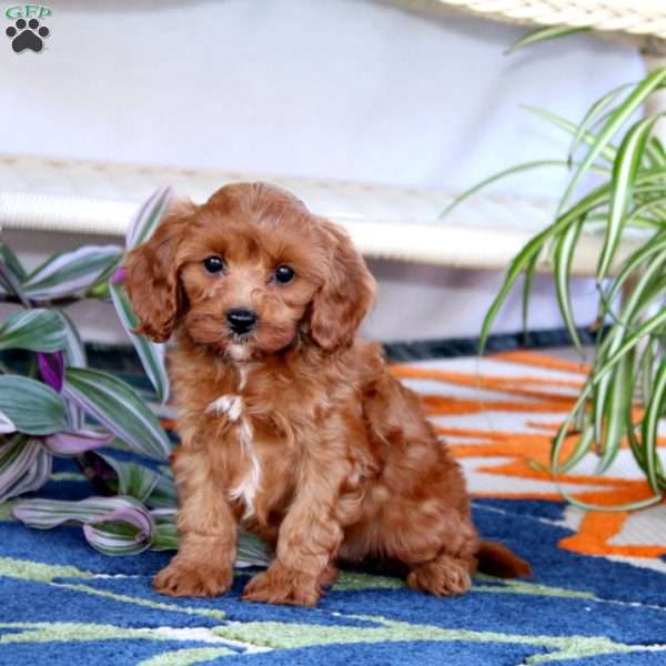 Lacy, Cavapoo Puppy