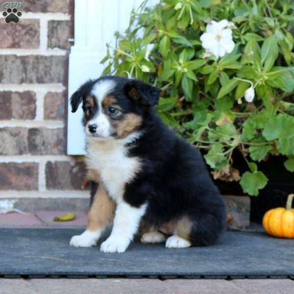 Lacy, Miniature Australian Shepherd Puppy