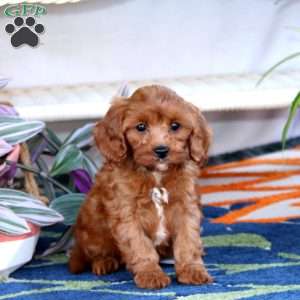 Lacy, Cavapoo Puppy