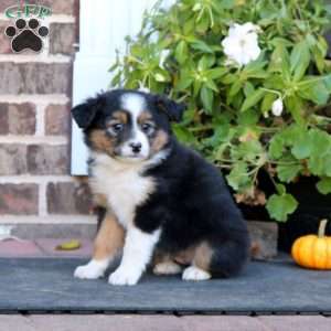 Lacy, Miniature Australian Shepherd Puppy