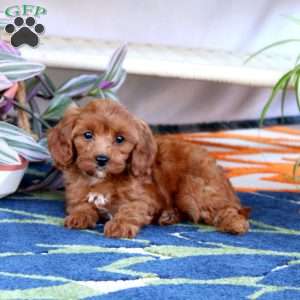 Lacy, Cavapoo Puppy