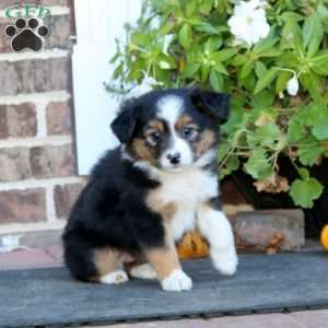 Lacy, Miniature Australian Shepherd Puppy