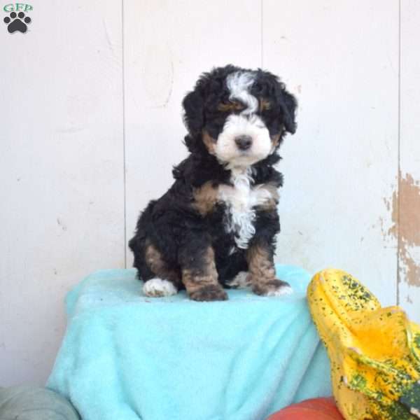 Lady, Mini Bernedoodle Puppy