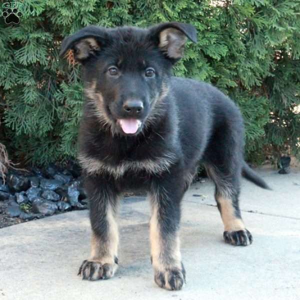 Lady, German Shepherd Puppy