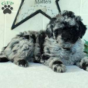 Lady, Mini Goldendoodle Puppy