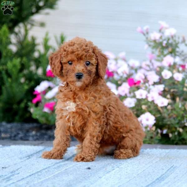 Lady, Miniature Poodle Puppy