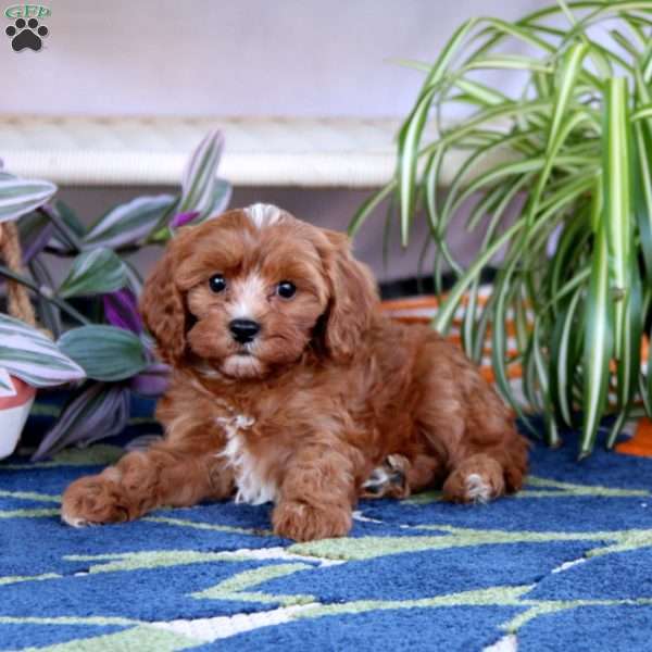 Lady, Cavapoo Puppy