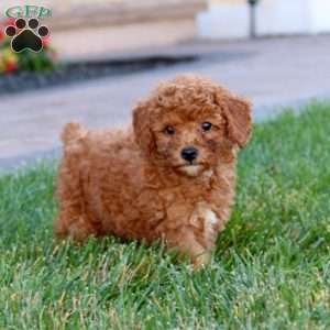 Lady, Miniature Poodle Puppy