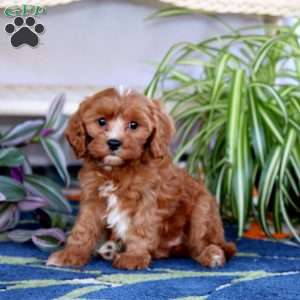 Lady, Cavapoo Puppy