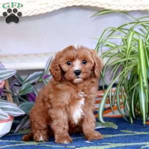 Lady, Cavapoo Puppy