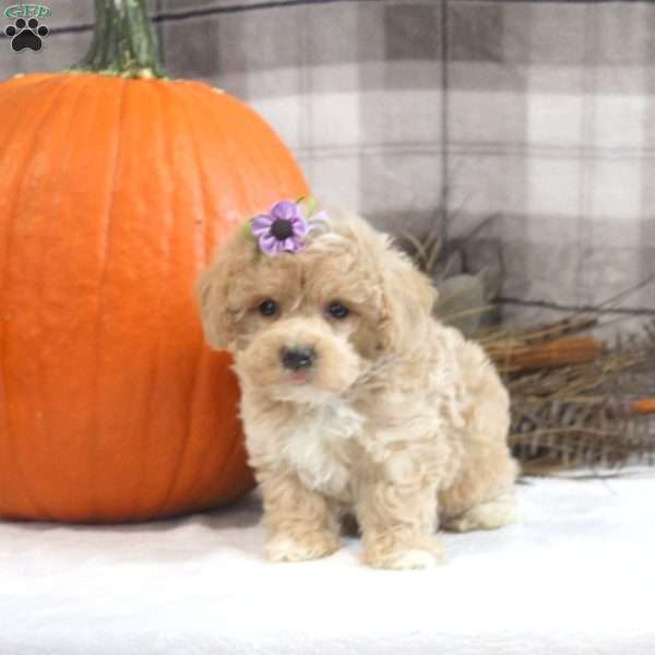 Lainey, Maltipoo Puppy