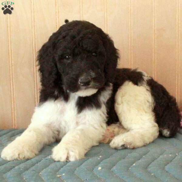 Lamar, Standard Poodle Puppy