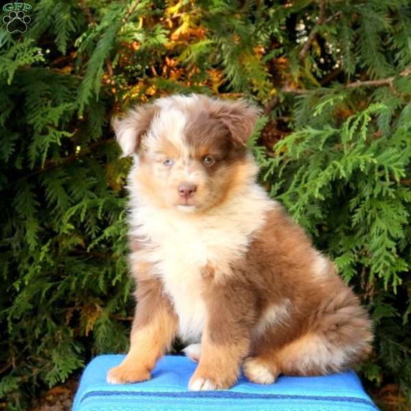 Lamar, Miniature Australian Shepherd Puppy