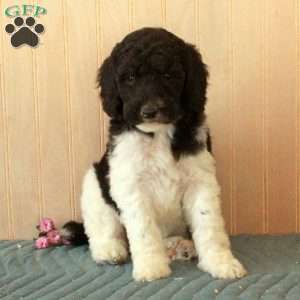 Lamar, Standard Poodle Puppy