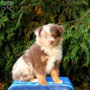 Lamar, Miniature Australian Shepherd Puppy