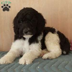 Lamar, Standard Poodle Puppy