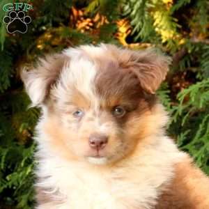 Lamar, Miniature Australian Shepherd Puppy