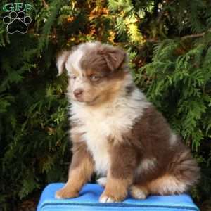 Lamar, Miniature Australian Shepherd Puppy