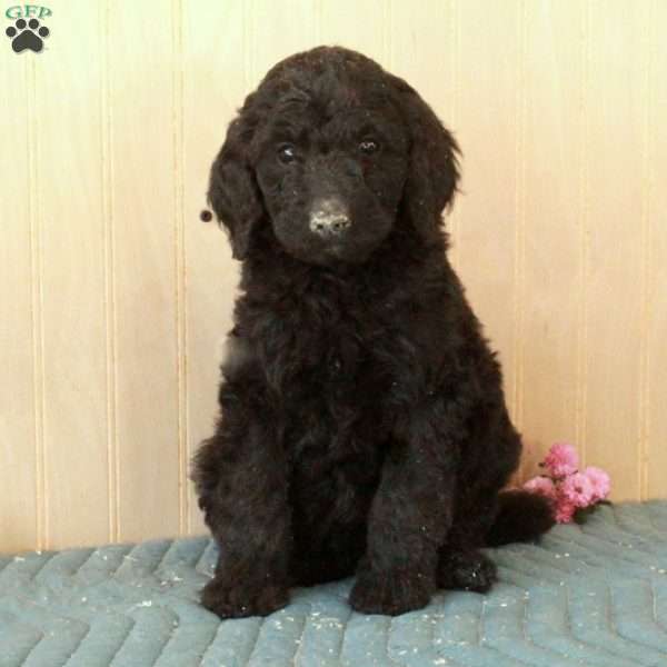 Lammy, Standard Poodle Puppy