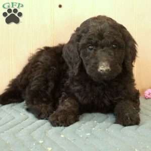 Lammy, Standard Poodle Puppy