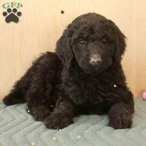 Lammy, Standard Poodle Puppy