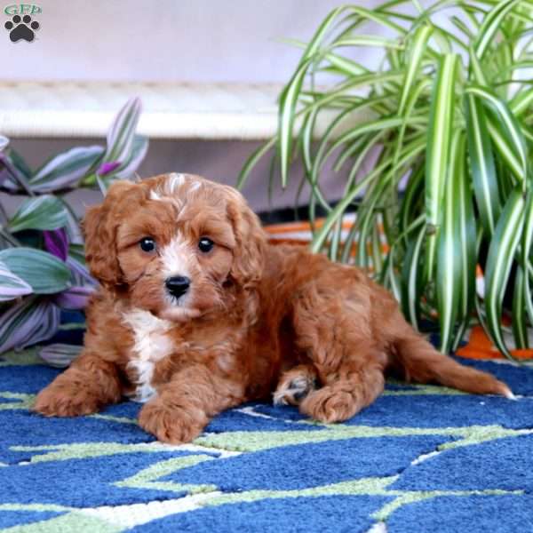 Lance, Cavapoo Puppy