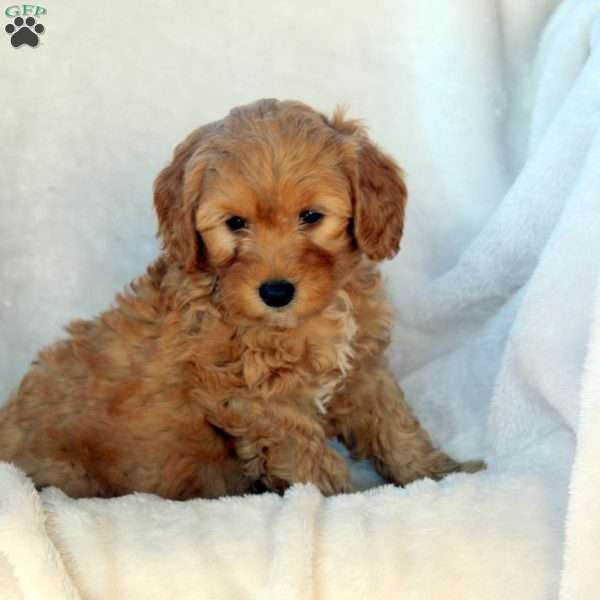 Landon, Mini Goldendoodle Puppy