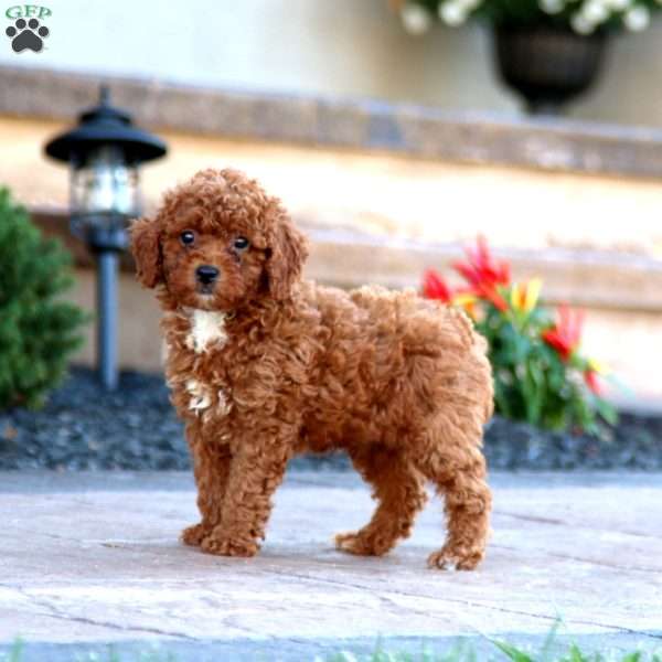 Landon, Miniature Poodle Puppy