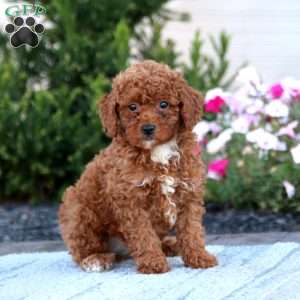 Landon, Miniature Poodle Puppy