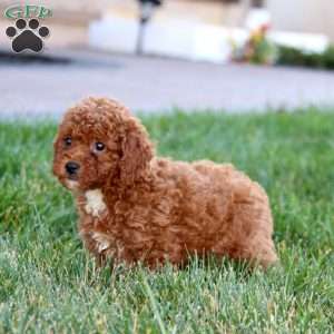 Landon, Miniature Poodle Puppy