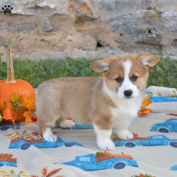 Latte, Pembroke Welsh Corgi Puppy