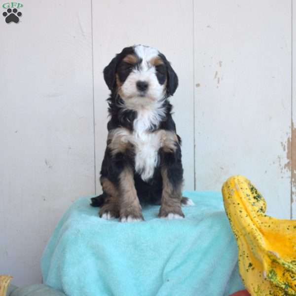 Latte, Mini Bernedoodle Puppy