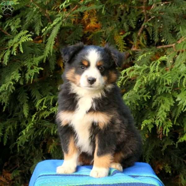 Lavern, Miniature Australian Shepherd Puppy