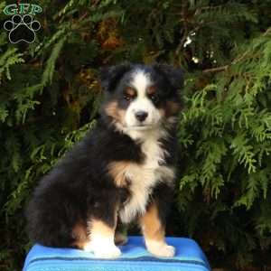 Lavern, Miniature Australian Shepherd Puppy