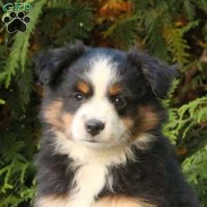 Lavern, Miniature Australian Shepherd Puppy