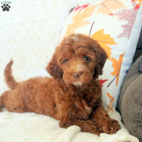 Layla, Miniature Poodle Puppy