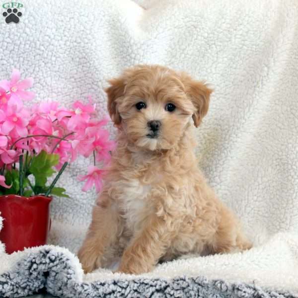 Layla, Maltipoo Puppy