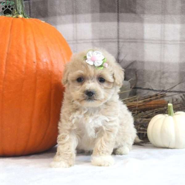 Layla, Maltipoo Puppy