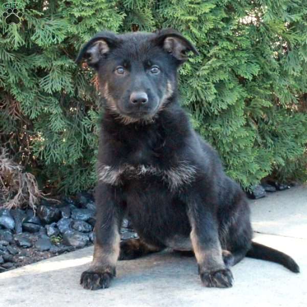 Leah, German Shepherd Puppy