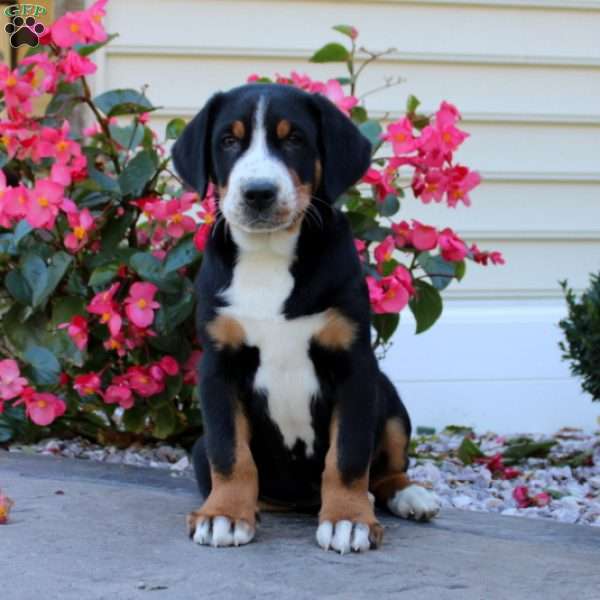 Legend, Greater Swiss Mountain Dog Puppy