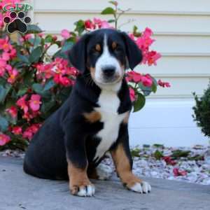 Legend, Greater Swiss Mountain Dog Puppy