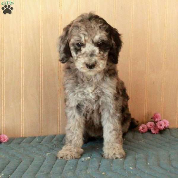 Lena, Standard Poodle Puppy