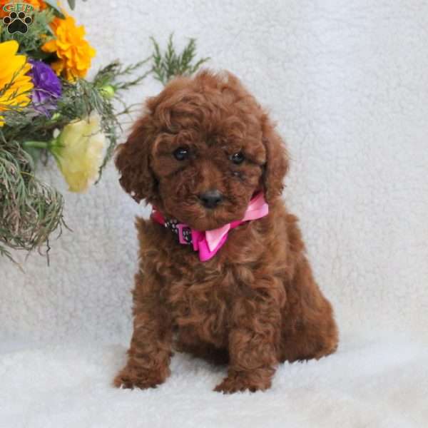 Lena, Miniature Poodle Puppy