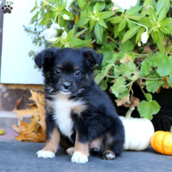 Lena, Miniature Australian Shepherd Puppy