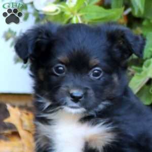 Lena, Miniature Australian Shepherd Puppy