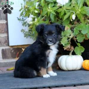 Lena, Miniature Australian Shepherd Puppy