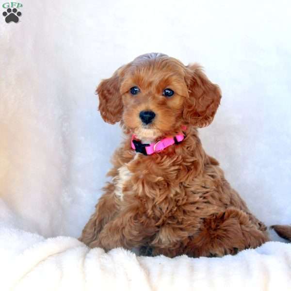 Lennox, Mini Goldendoodle Puppy