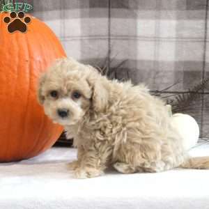 Lennox, Maltipoo Puppy