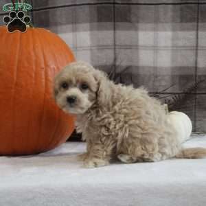 Lennox, Maltipoo Puppy